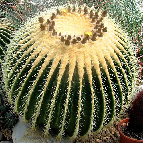 Schwiegermutterstuhl